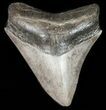 Brown, Serrated, Megalodon Tooth - Georgia #45816-1
